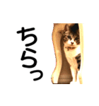 猫のほたるとぴかり（個別スタンプ：38）