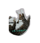 我が家の杏仁くん（個別スタンプ：5）