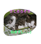 我が家の杏仁くん（個別スタンプ：7）