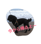 犬こてつ3（個別スタンプ：6）