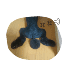 犬こてつ3（個別スタンプ：7）