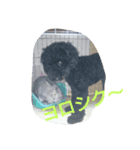 犬こてつ3（個別スタンプ：8）