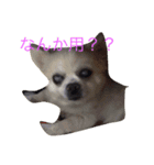 わんこの毎日（個別スタンプ：3）