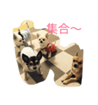 わんこの毎日（個別スタンプ：7）