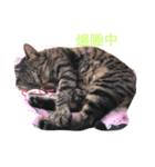 猫ちゃん 大好き（個別スタンプ：1）
