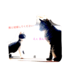 猫ちゃん 大好き（個別スタンプ：2）