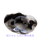 猫ちゃん 大好き（個別スタンプ：5）