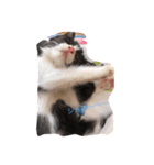 猫ちゃん 大好き（個別スタンプ：6）