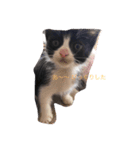 猫ちゃん 大好き（個別スタンプ：7）