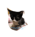 猫ちゃん 大好き（個別スタンプ：8）