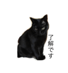 黒猫マーちゃん2（個別スタンプ：2）