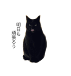 黒猫マーちゃん2（個別スタンプ：13）
