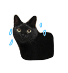 黒猫マーちゃん2（個別スタンプ：20）