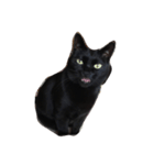 黒猫マーちゃん2（個別スタンプ：40）