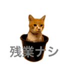 お父さん用（個別スタンプ：8）