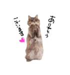 とんでる猫、愛ちゃん（個別スタンプ：1）