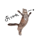 とんでる猫、愛ちゃん（個別スタンプ：2）