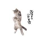 とんでる猫、愛ちゃん（個別スタンプ：3）