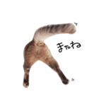 とんでる猫、愛ちゃん（個別スタンプ：5）