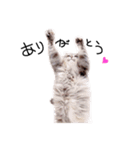 とんでる猫、愛ちゃん（個別スタンプ：7）