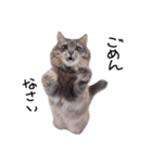 とんでる猫、愛ちゃん（個別スタンプ：8）