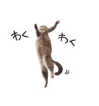 とんでる猫、愛ちゃん（個別スタンプ：9）