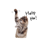 とんでる猫、愛ちゃん（個別スタンプ：12）