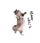 とんでる猫、愛ちゃん（個別スタンプ：13）