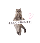 とんでる猫、愛ちゃん（個別スタンプ：14）