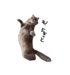 とんでる猫、愛ちゃん（個別スタンプ：16）