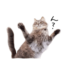 とんでる猫、愛ちゃん（個別スタンプ：17）