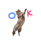 とんでる猫、愛ちゃん（個別スタンプ：18）