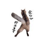 とんでる猫、愛ちゃん（個別スタンプ：19）