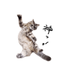とんでる猫、愛ちゃん（個別スタンプ：20）