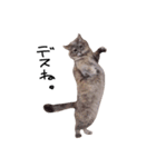 とんでる猫、愛ちゃん（個別スタンプ：21）