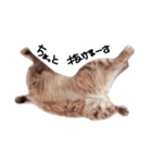 とんでる猫、愛ちゃん（個別スタンプ：22）