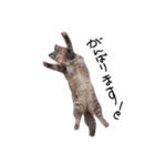 とんでる猫、愛ちゃん（個別スタンプ：23）