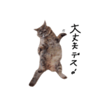 とんでる猫、愛ちゃん（個別スタンプ：24）