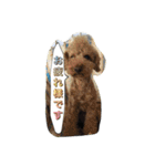 トイプードル もこ＆らる part2（個別スタンプ：13）