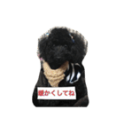 トイプードル もこ＆らる part2（個別スタンプ：24）