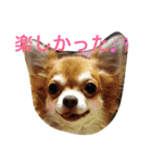 1Fam チワワ（個別スタンプ：1）