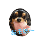 1Fam チワワ（個別スタンプ：2）