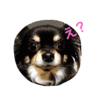 1Fam チワワ（個別スタンプ：3）