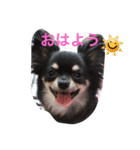1Fam チワワ（個別スタンプ：5）