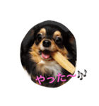 1Fam チワワ（個別スタンプ：6）