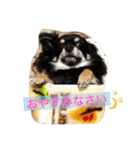 1Fam チワワ（個別スタンプ：7）