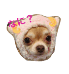 1Fam チワワ（個別スタンプ：8）