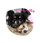 1Fam チワワ（個別スタンプ：11）
