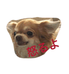 1Fam チワワ（個別スタンプ：13）