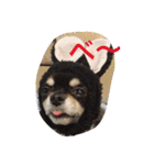 1Fam チワワ（個別スタンプ：14）